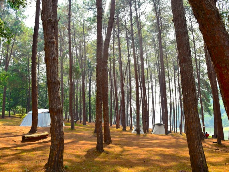 Site #2 — Pine Terrace