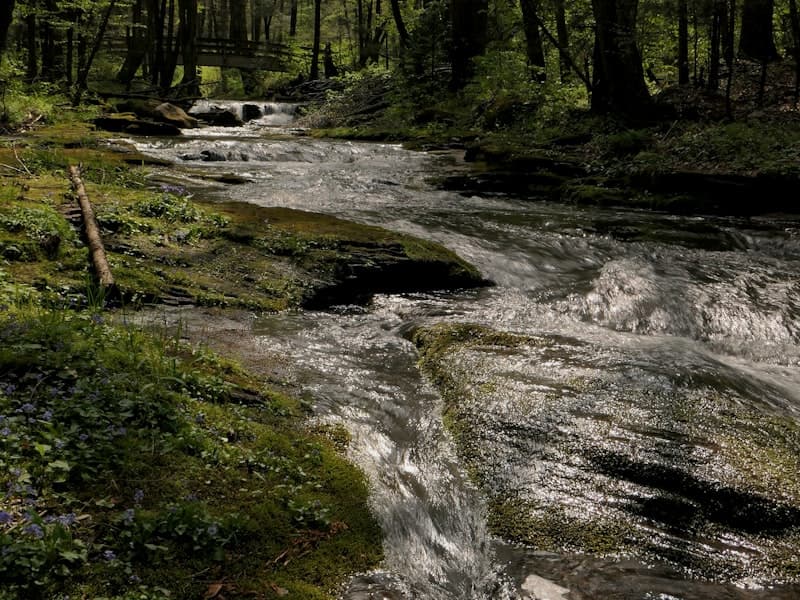 Site #4 — Creekside Hollow