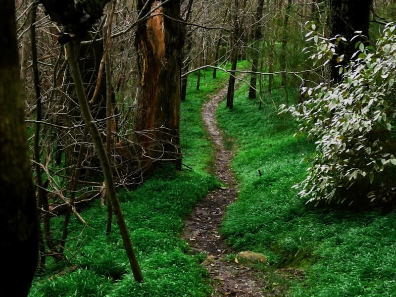 Site #5 — Trailhead Camp