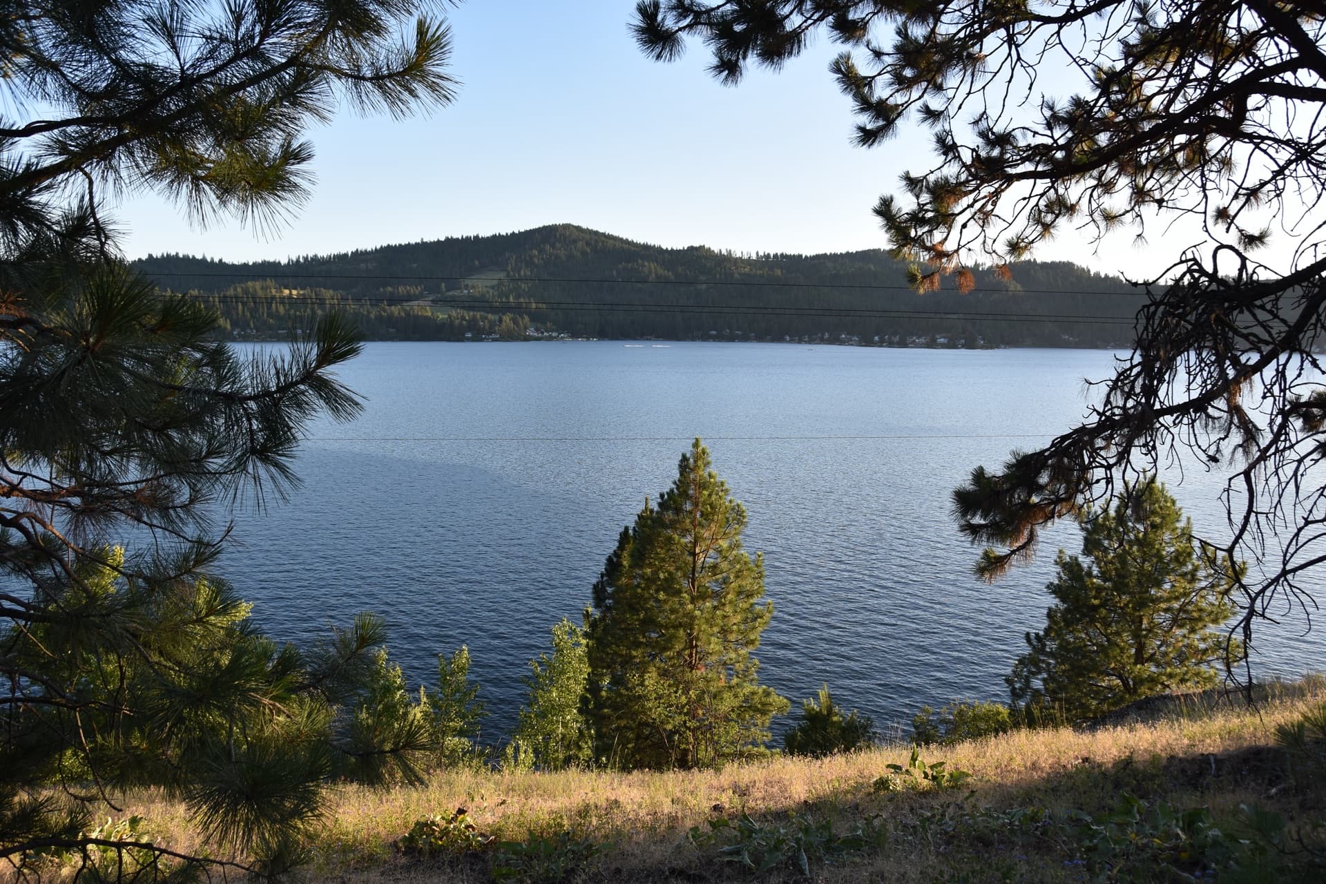 Lakefront view through the pines at Harrison Bluffs