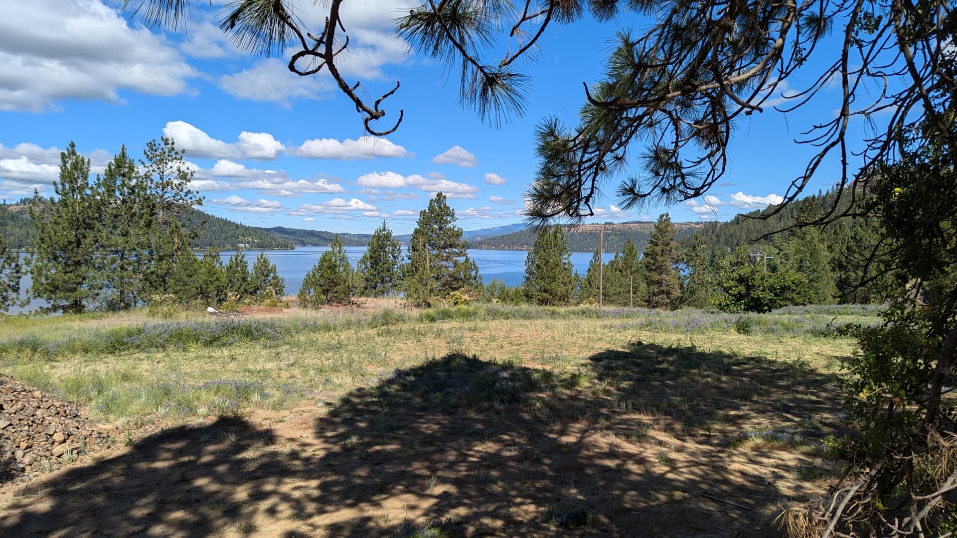 RV park area surrounded by tall pines